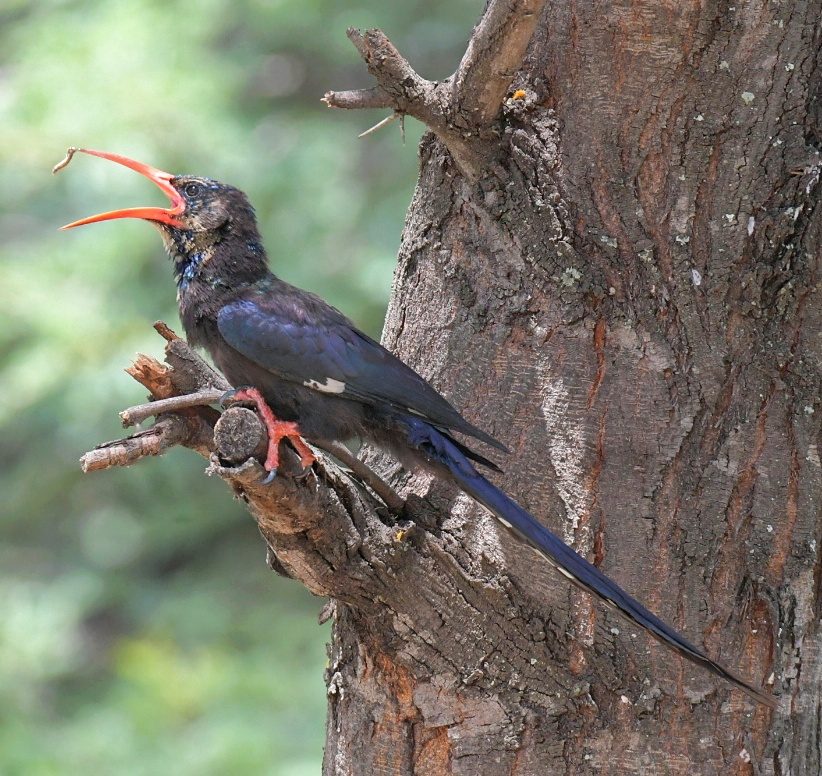 Green Wood-hoopoe