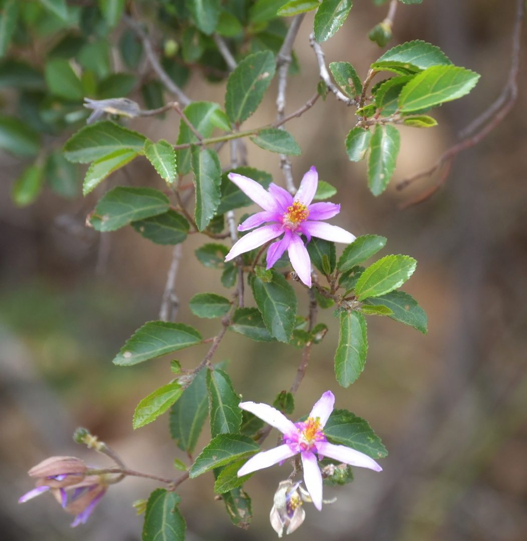 Flora of the Dome
