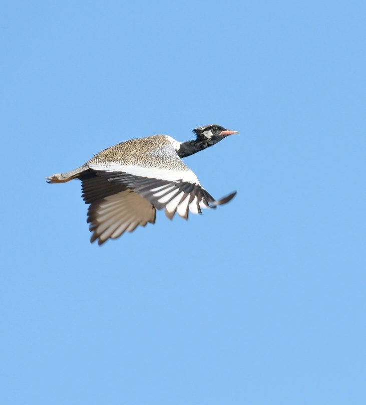 Northern black bellied korhaan