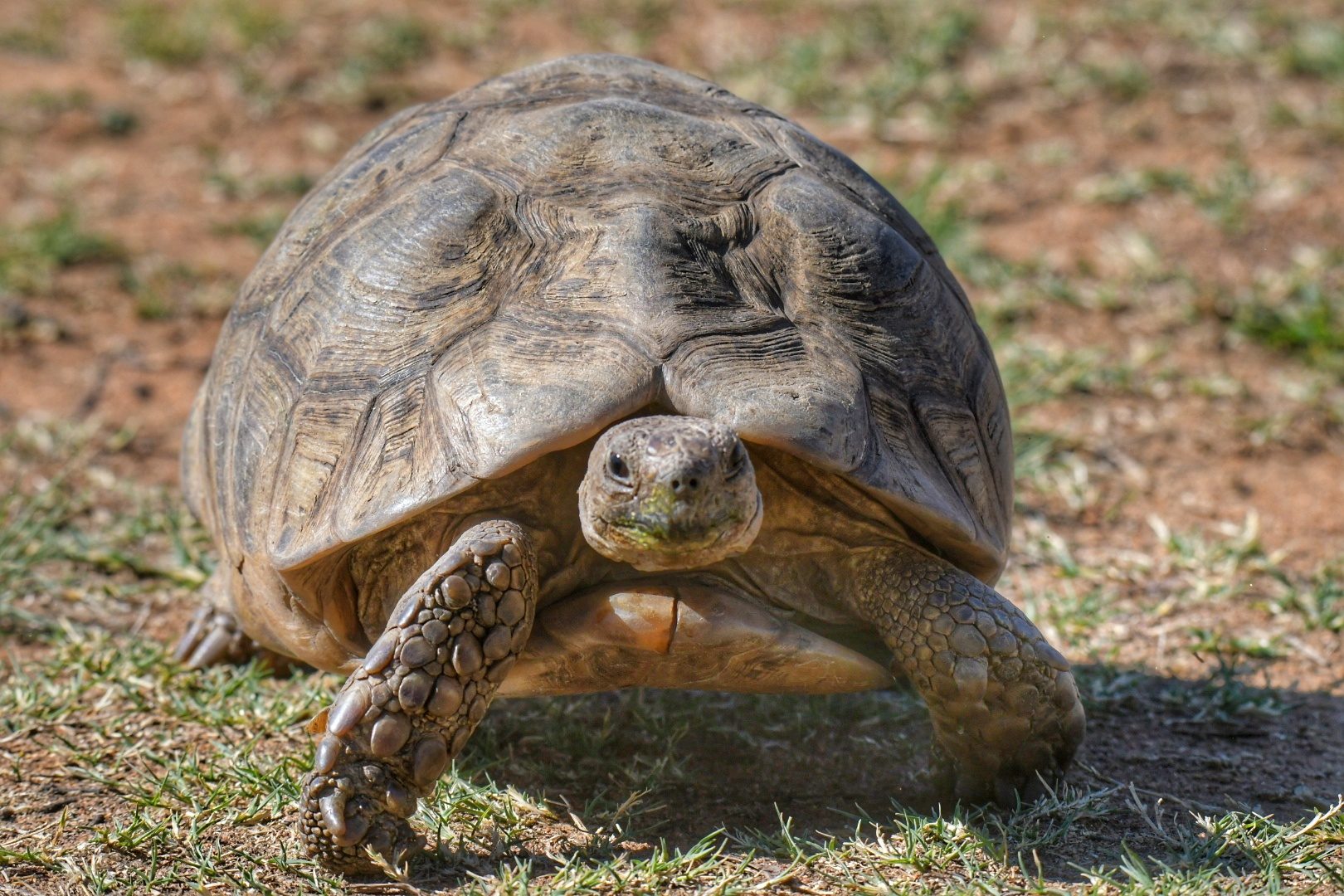 Leopard tortoise