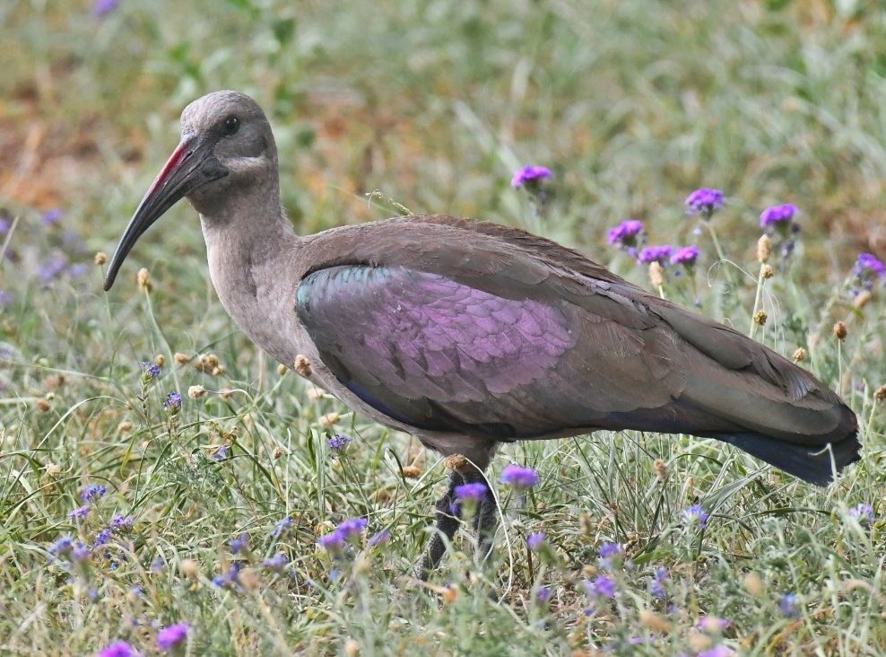 Hadeda Ibis