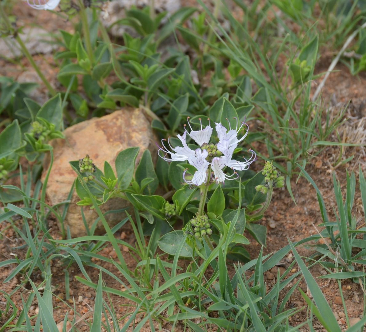 Flora of the Dome