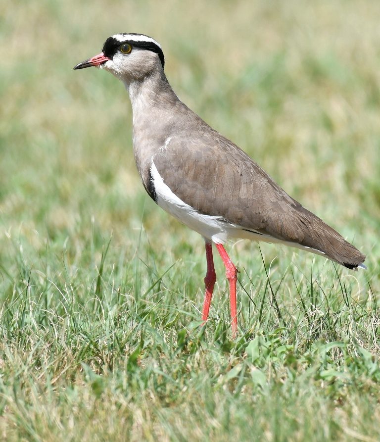 Crowned lapwing