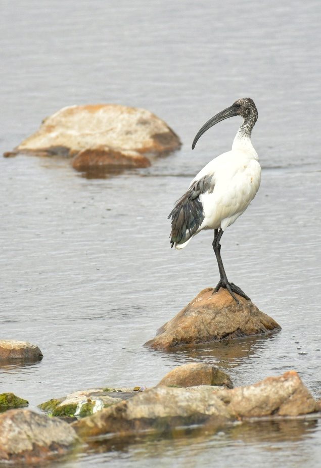 Sacred Ibis