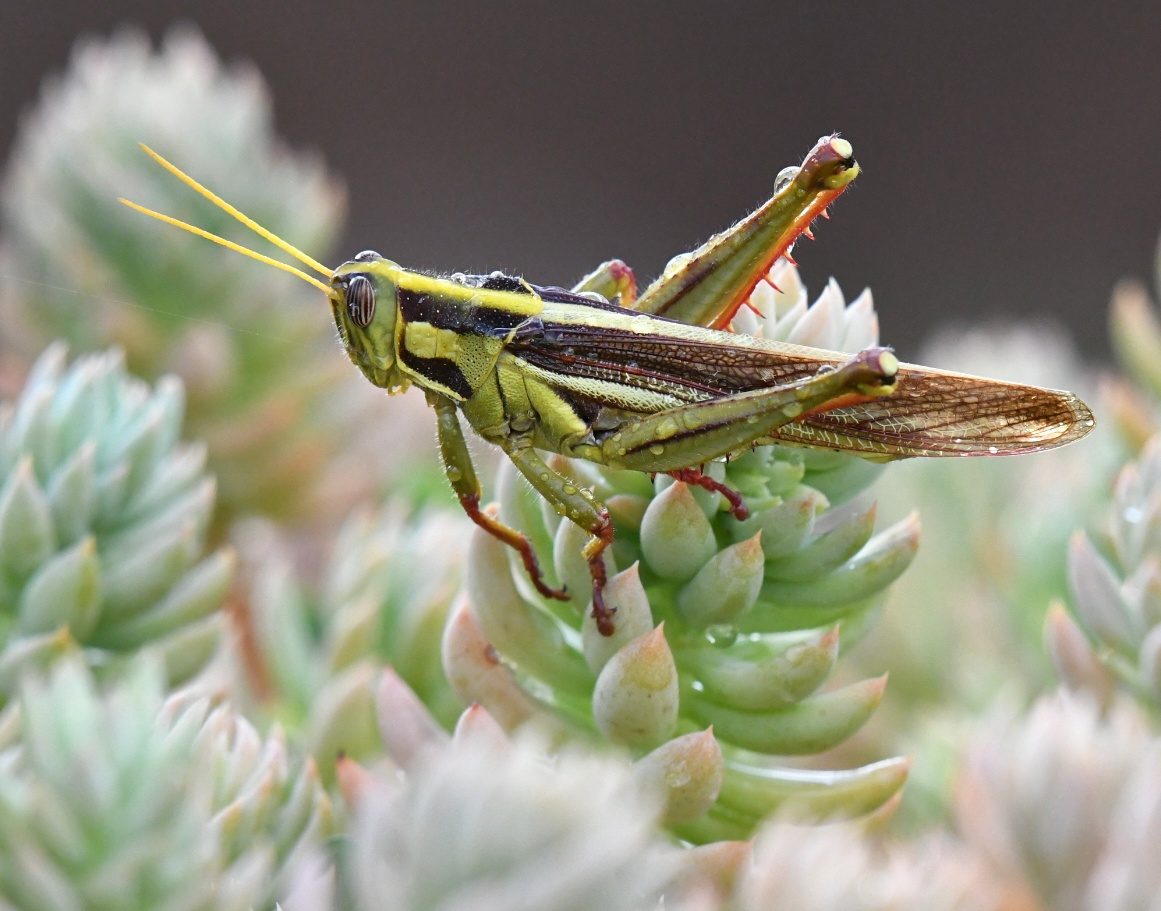 Wildlife of the Dome