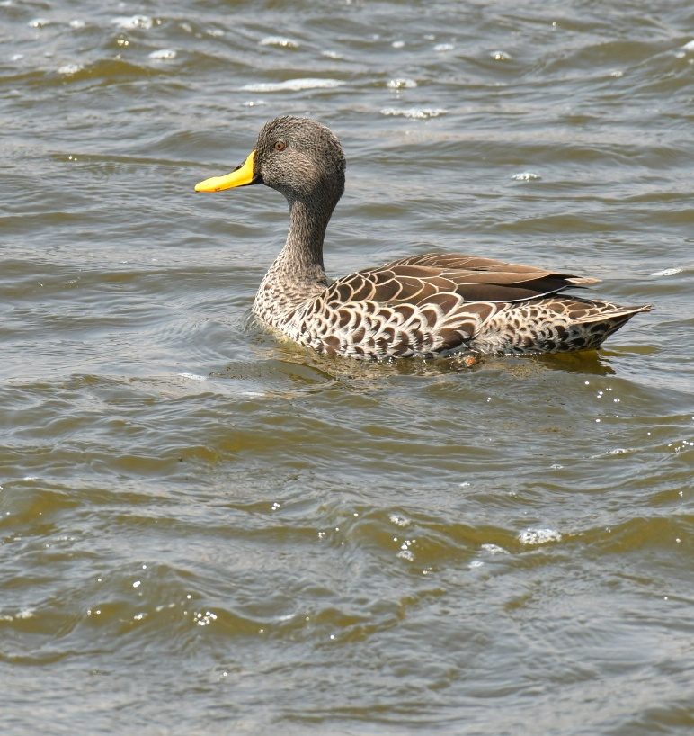 Yellow-billed duck