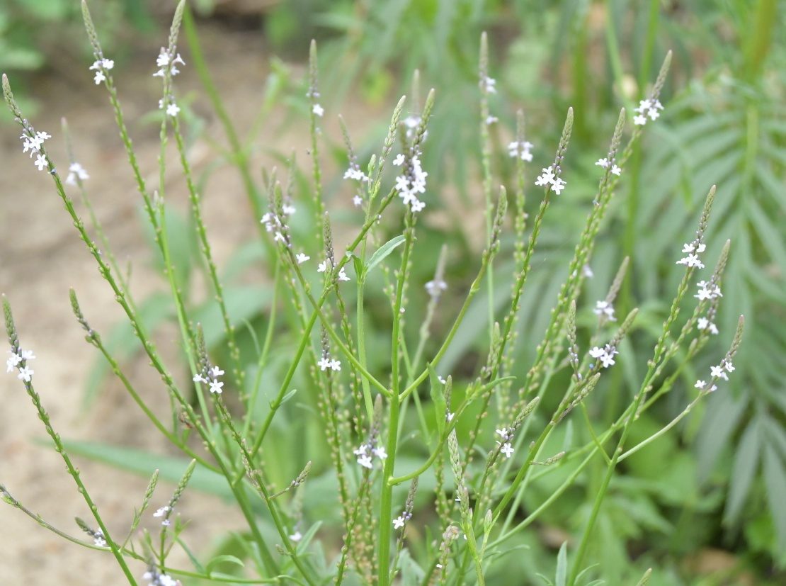 Flora of the Dome