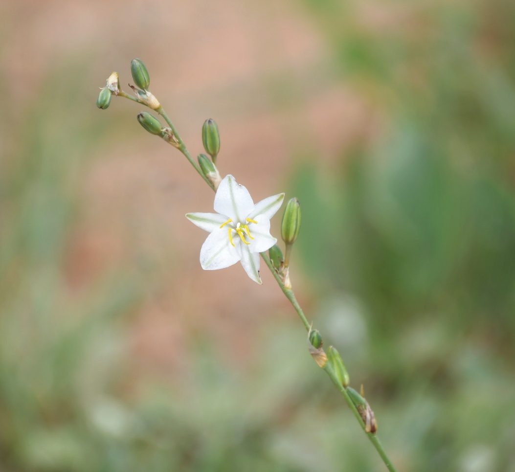 Flora of the Dome