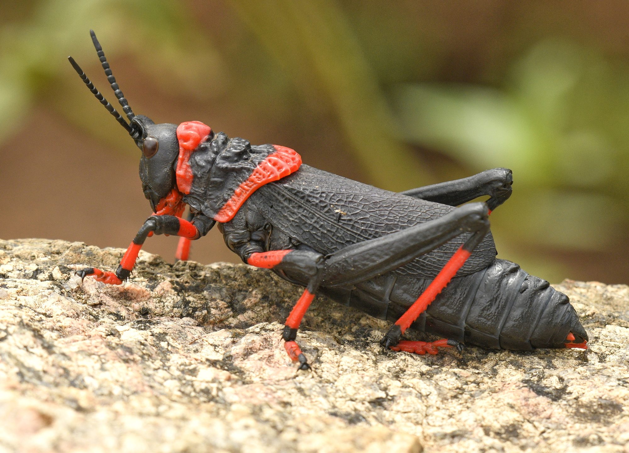 Koppie foam locust