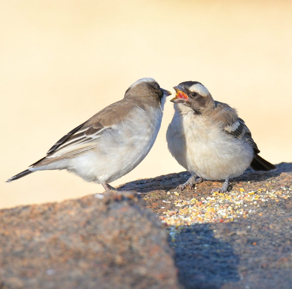 White-browed sparrow weaver