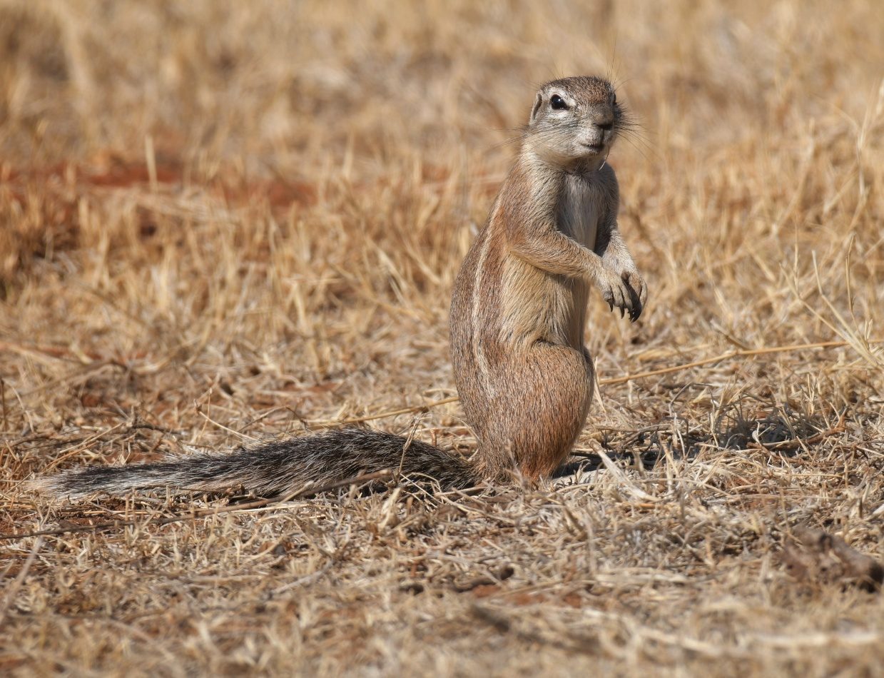 Ground squirrel