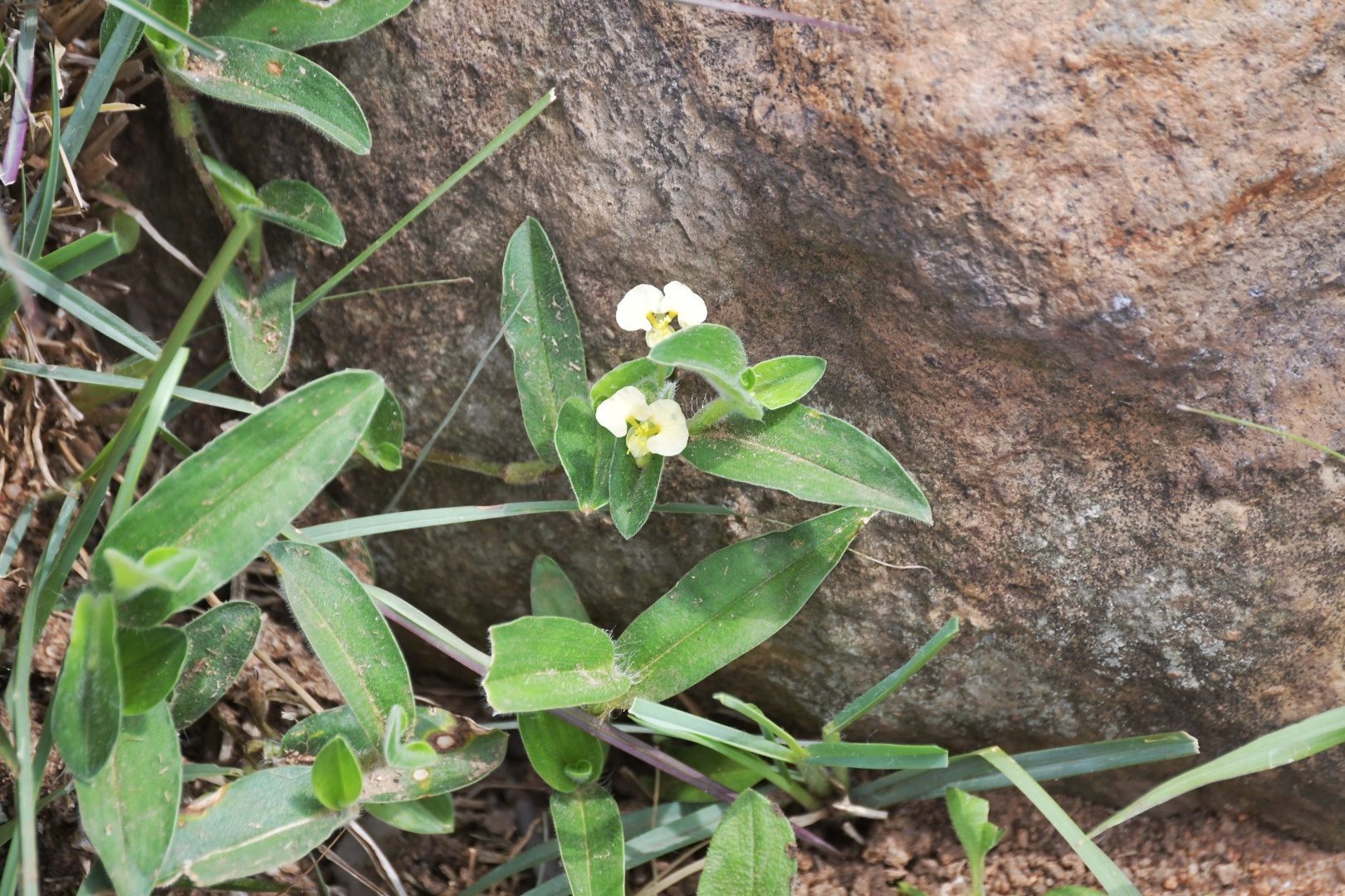 Flora of the Dome