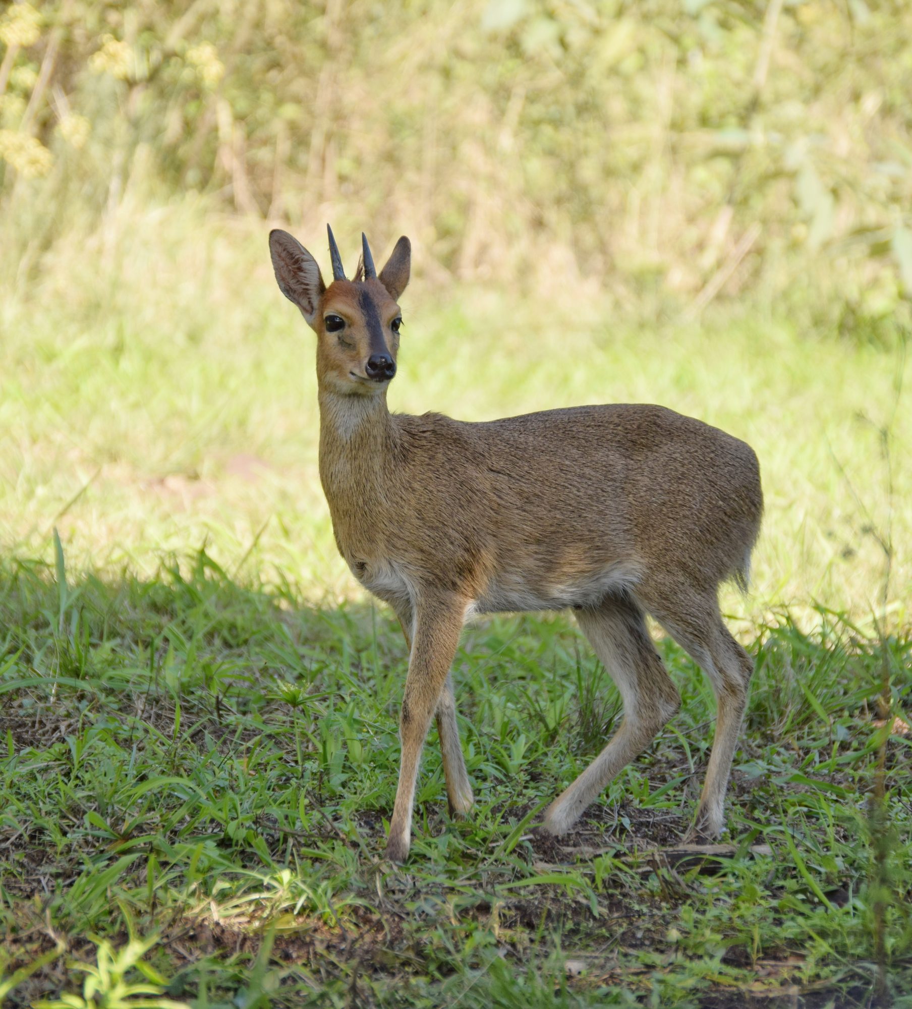 Duiker