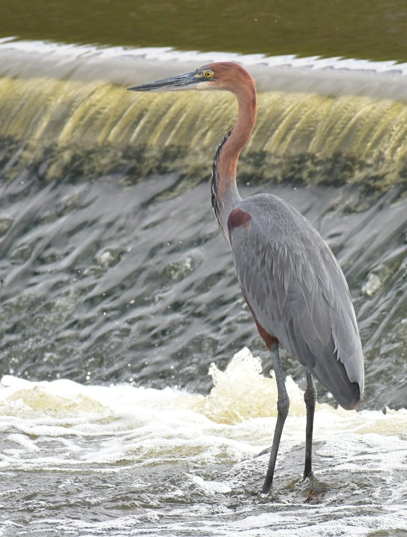 Goliath Heron
