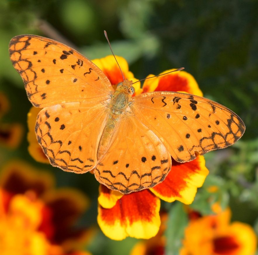 Common leopard