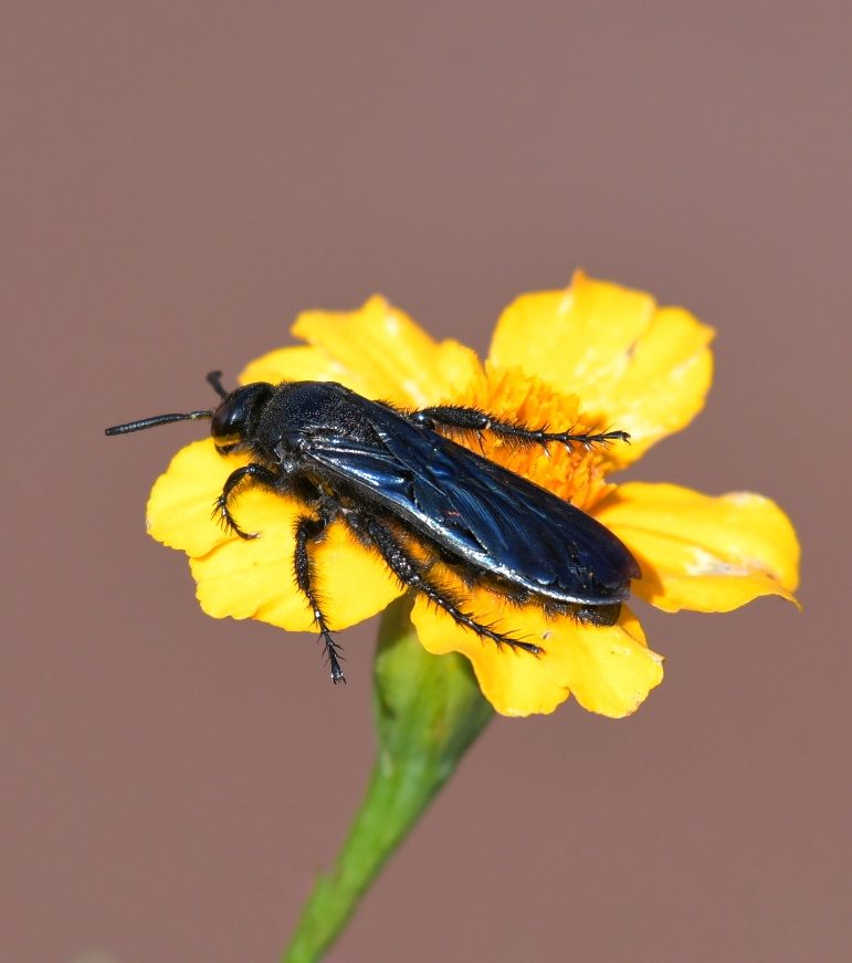 Wildlife of the Dome