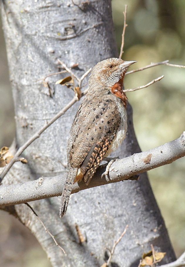 Red-throated Wryneck