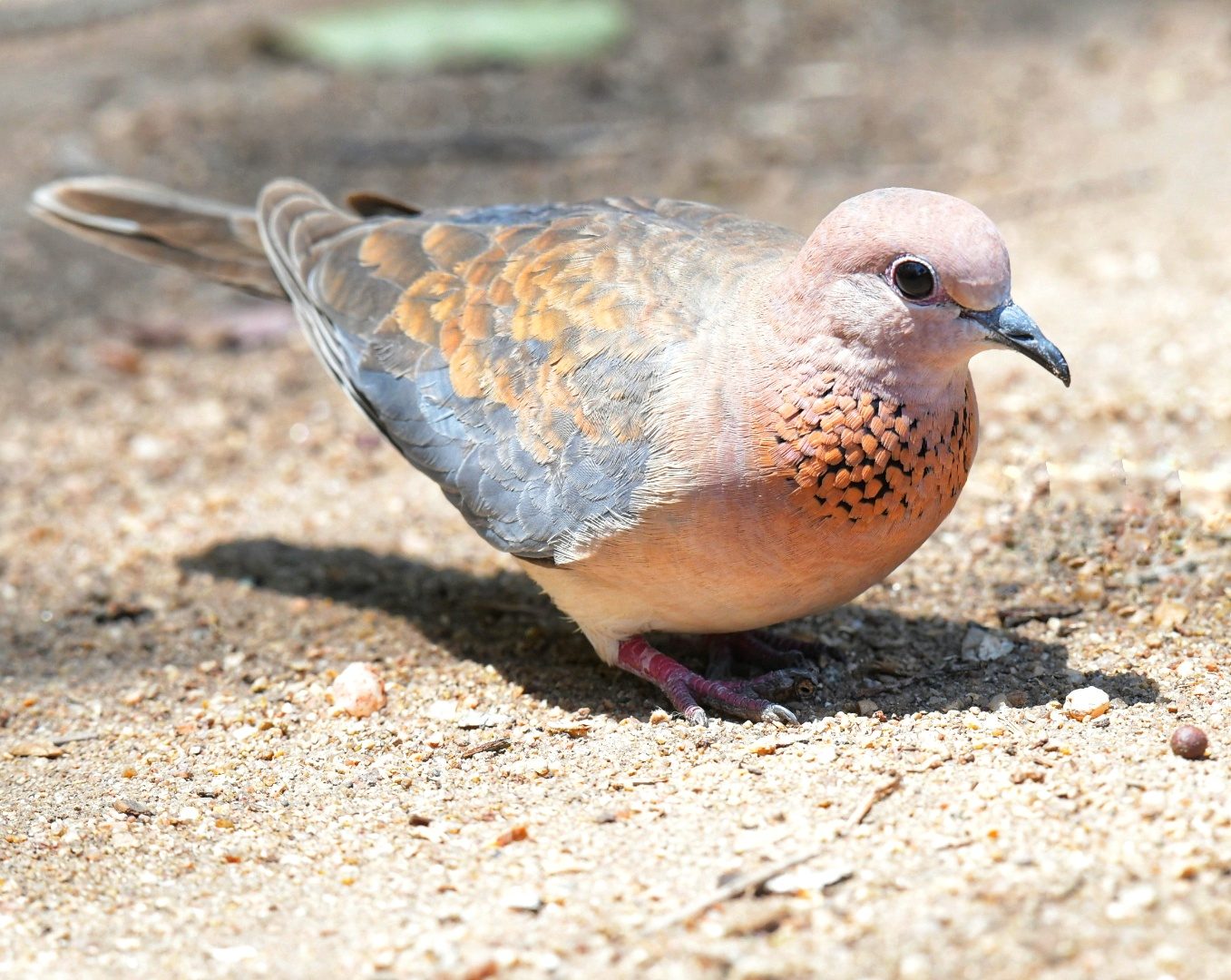 Laughing dove