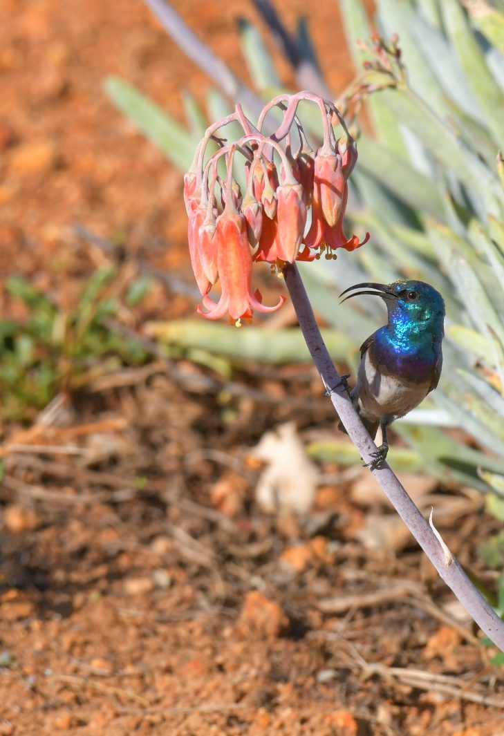 White-bellied sunbird male