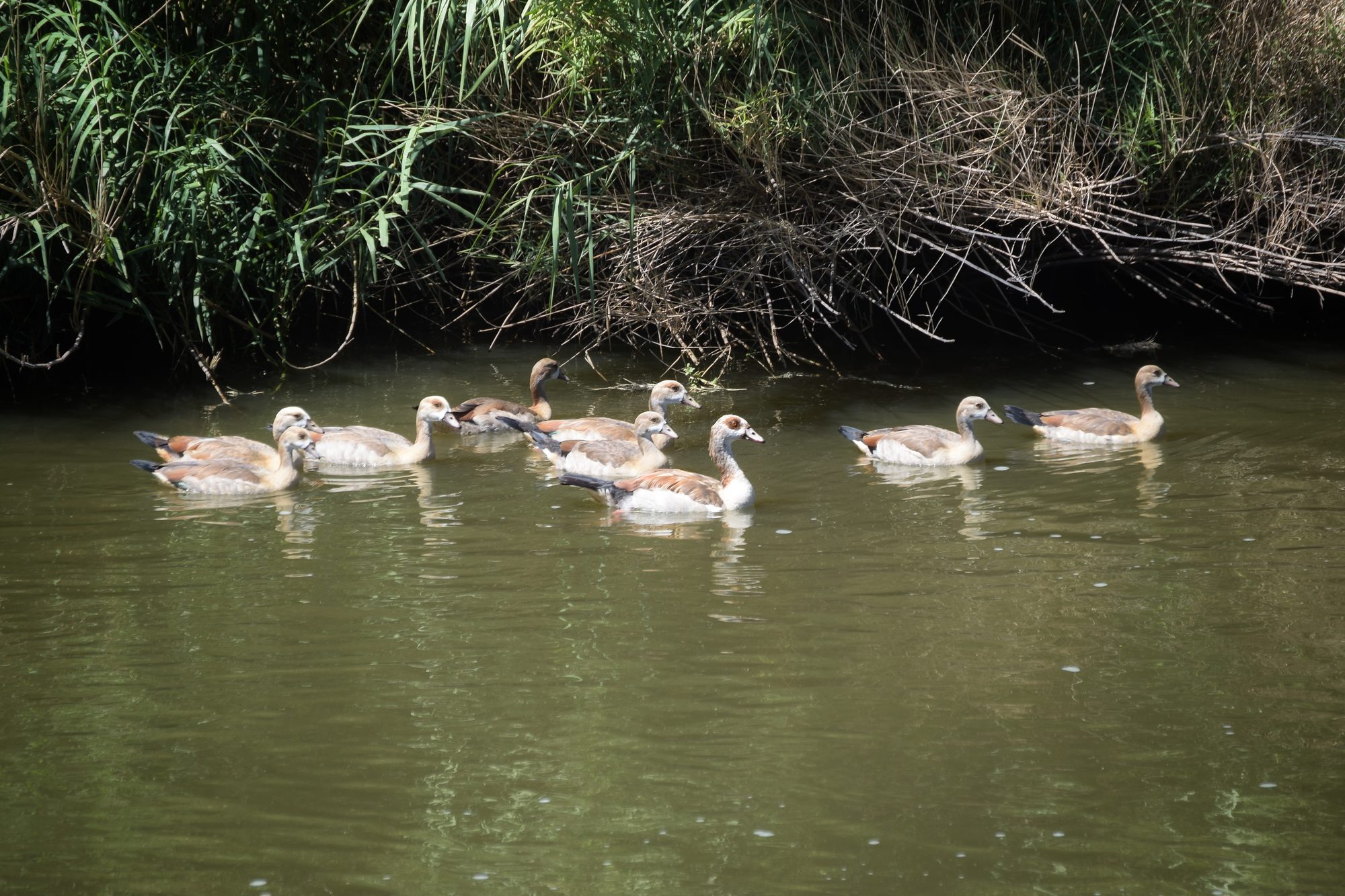 Egyptian geese