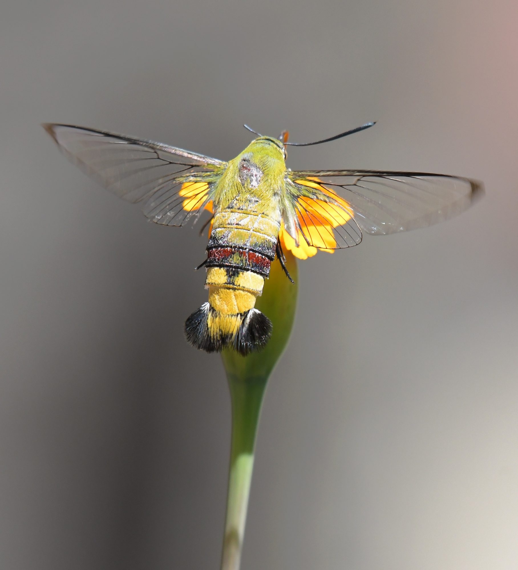 Coffee bea hawk moth