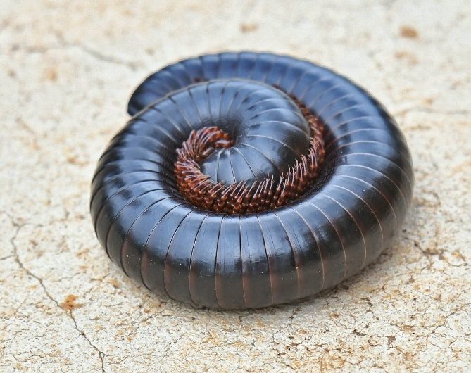 Giant African Millipede