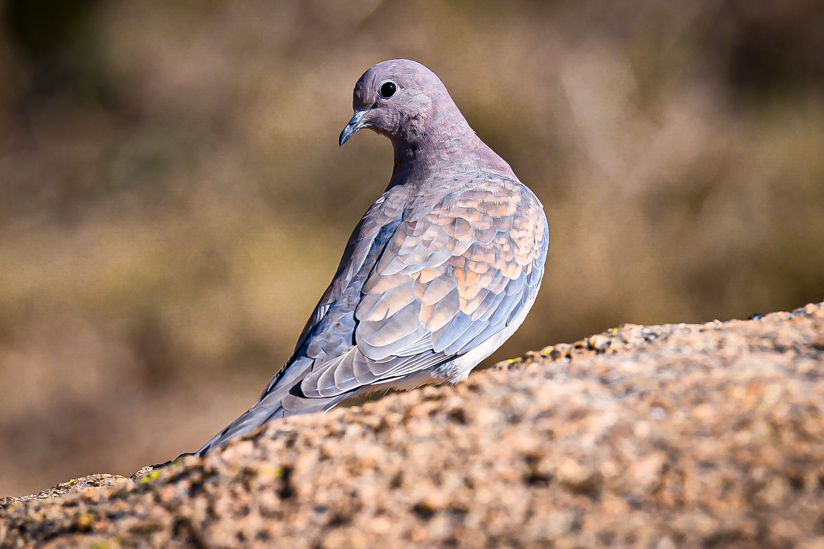 Laughing dove
