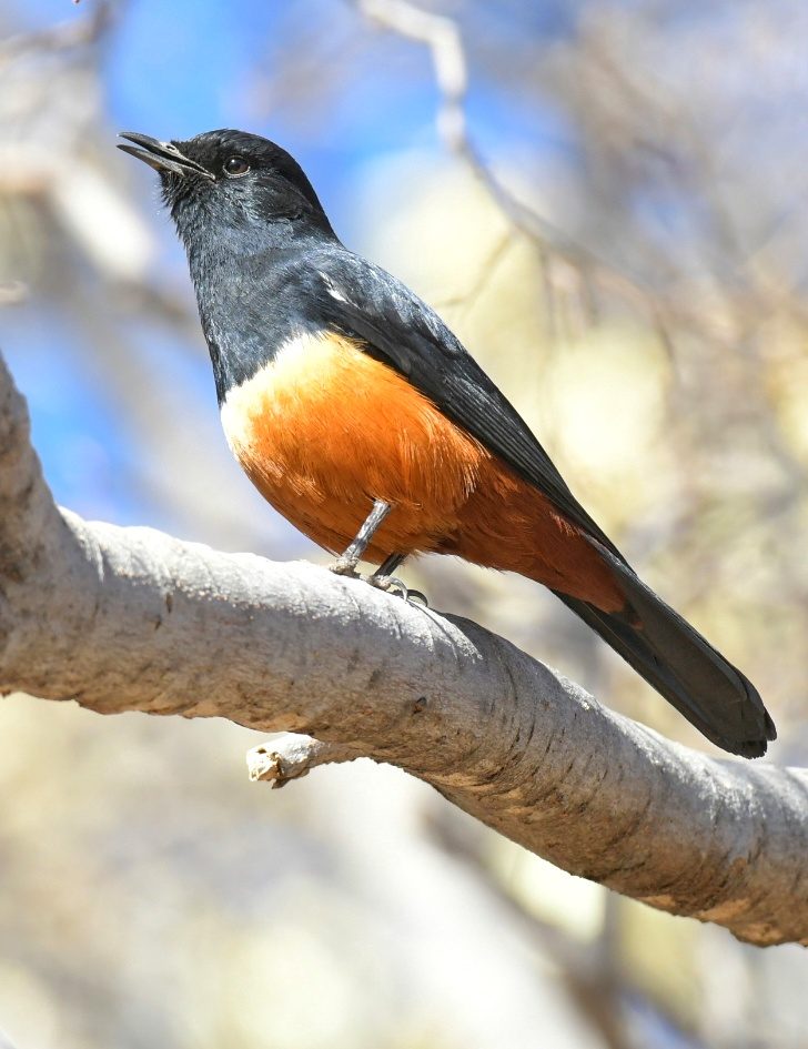 Mocking cliff chat