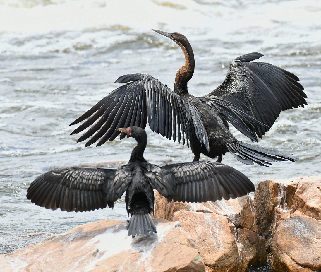 African darter + Reed cormorant