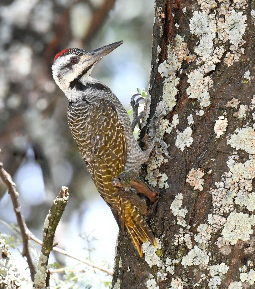 Wildlife of the Dome