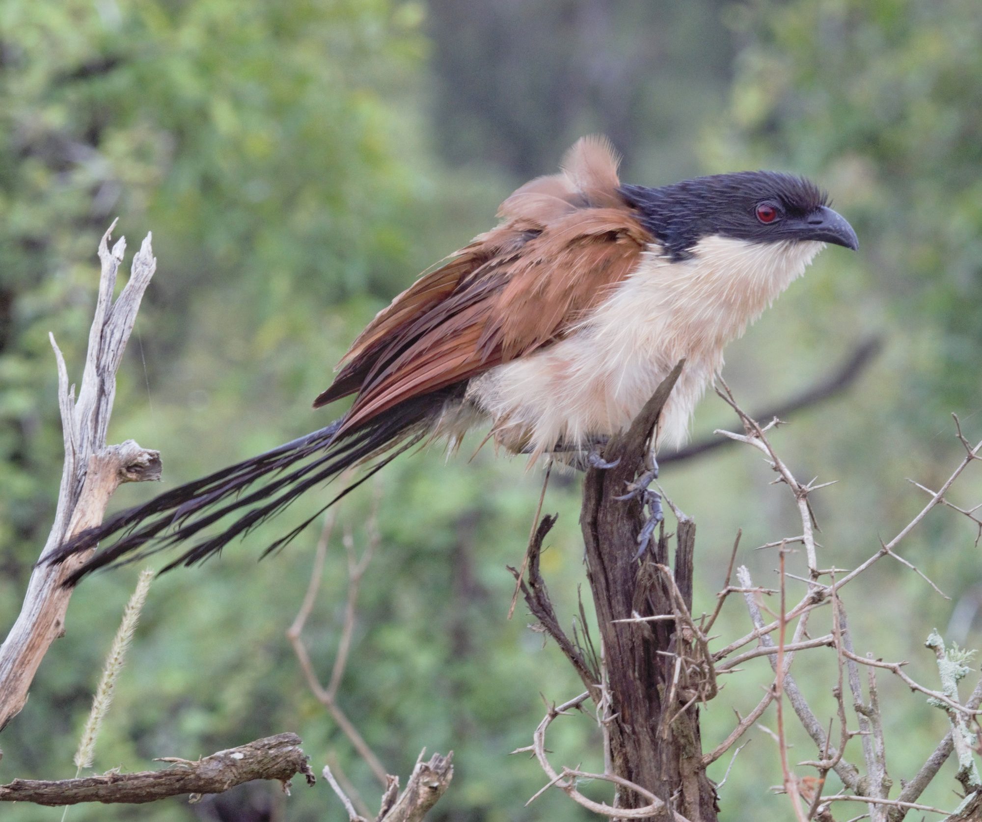 Burchell's coucal
