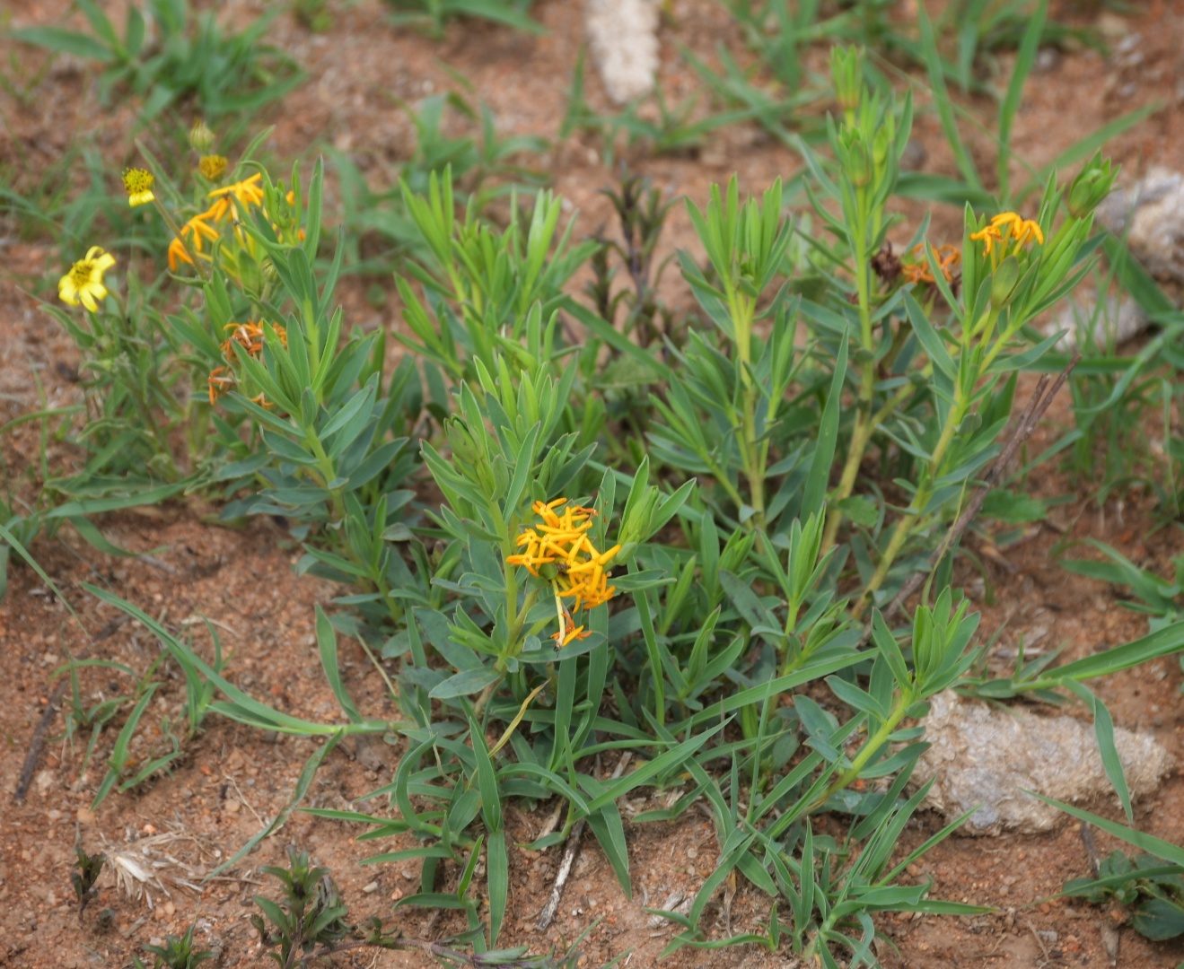 Flora of the Dome