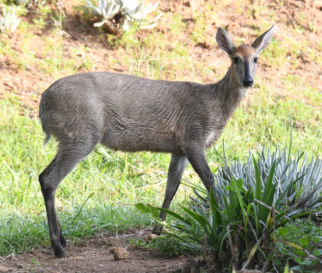 Duiker