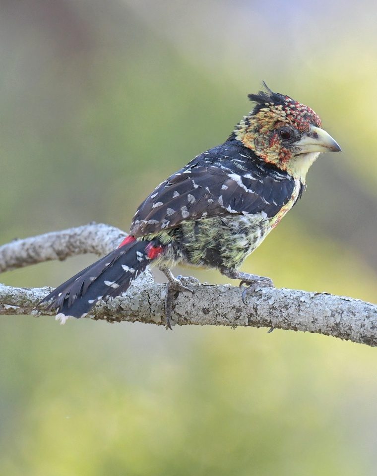 Crested barbet