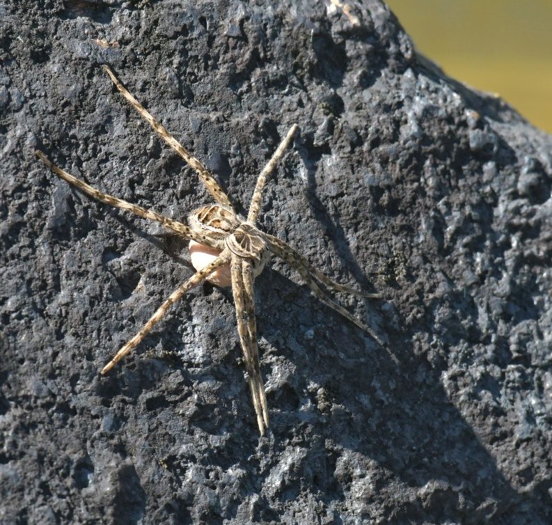 Wildlife of the Dome