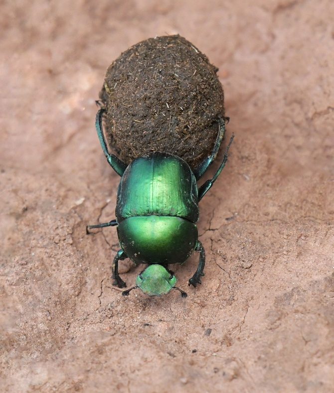 Small green dung beetle