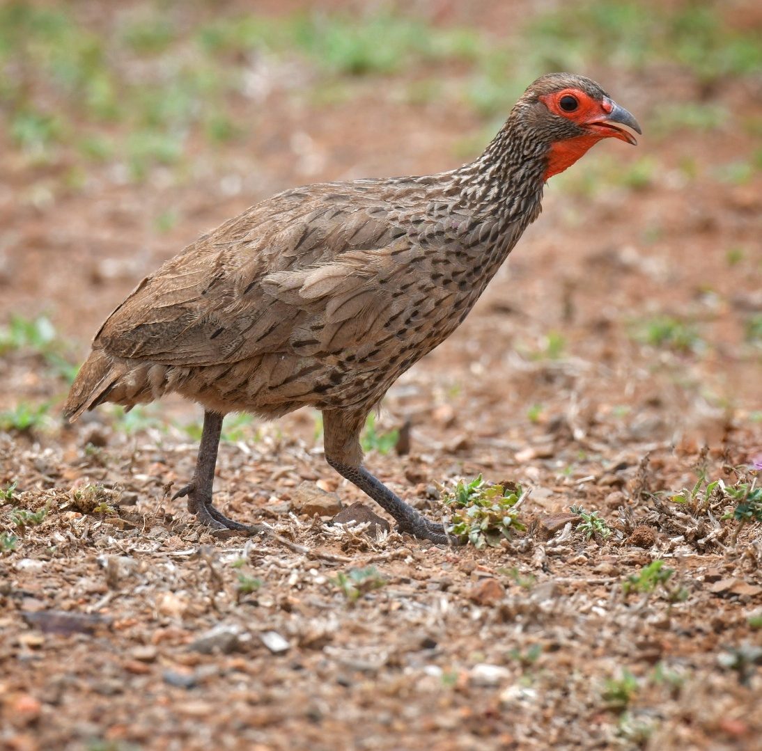 Swainsons spurfowl
