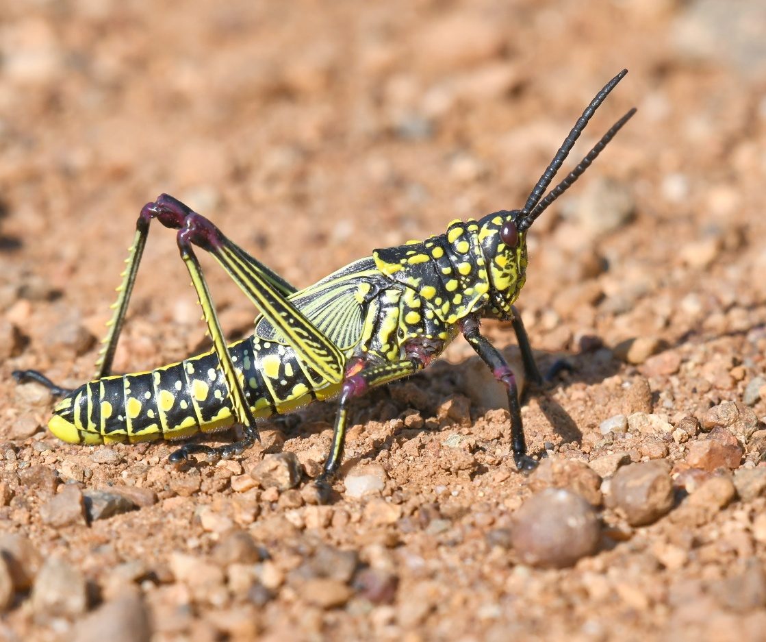 Wildlife of the Dome