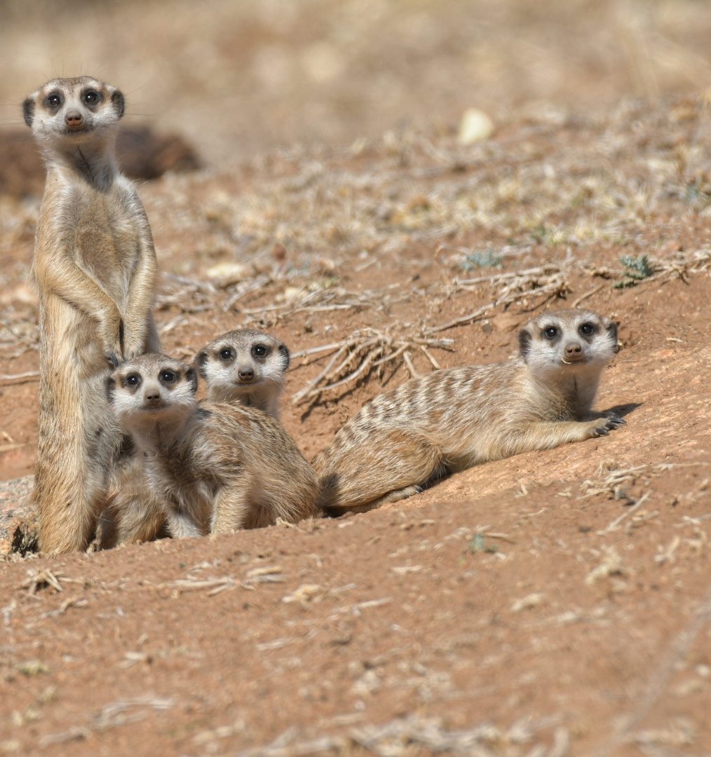 Suricate