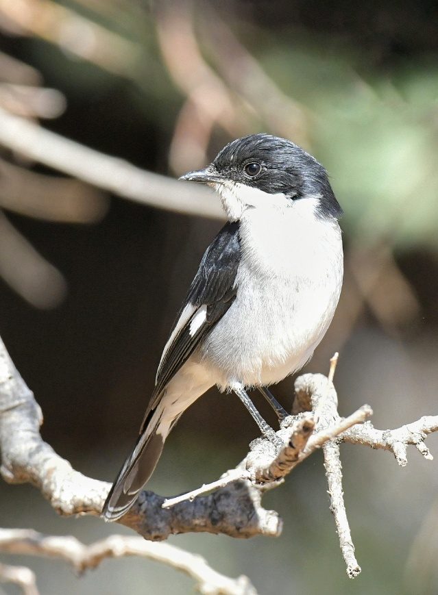 Southern fiscal male
