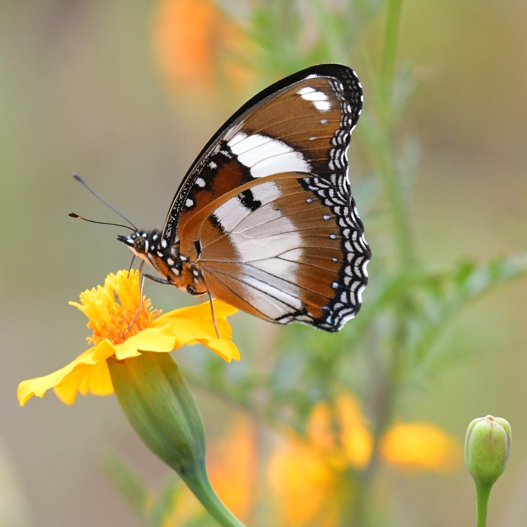 Common diadem