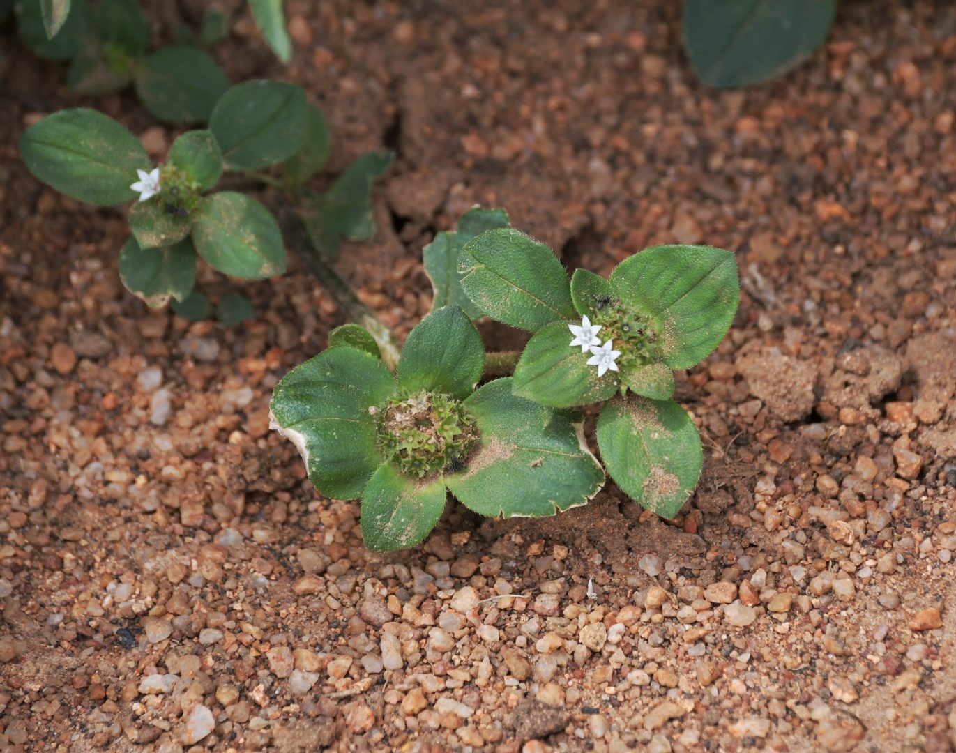 Flora of the Dome