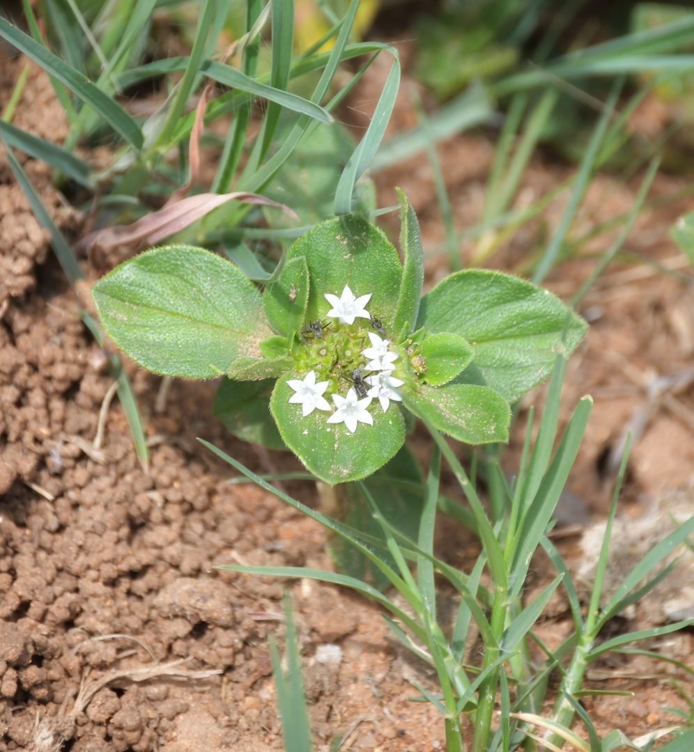 Flora of the Dome