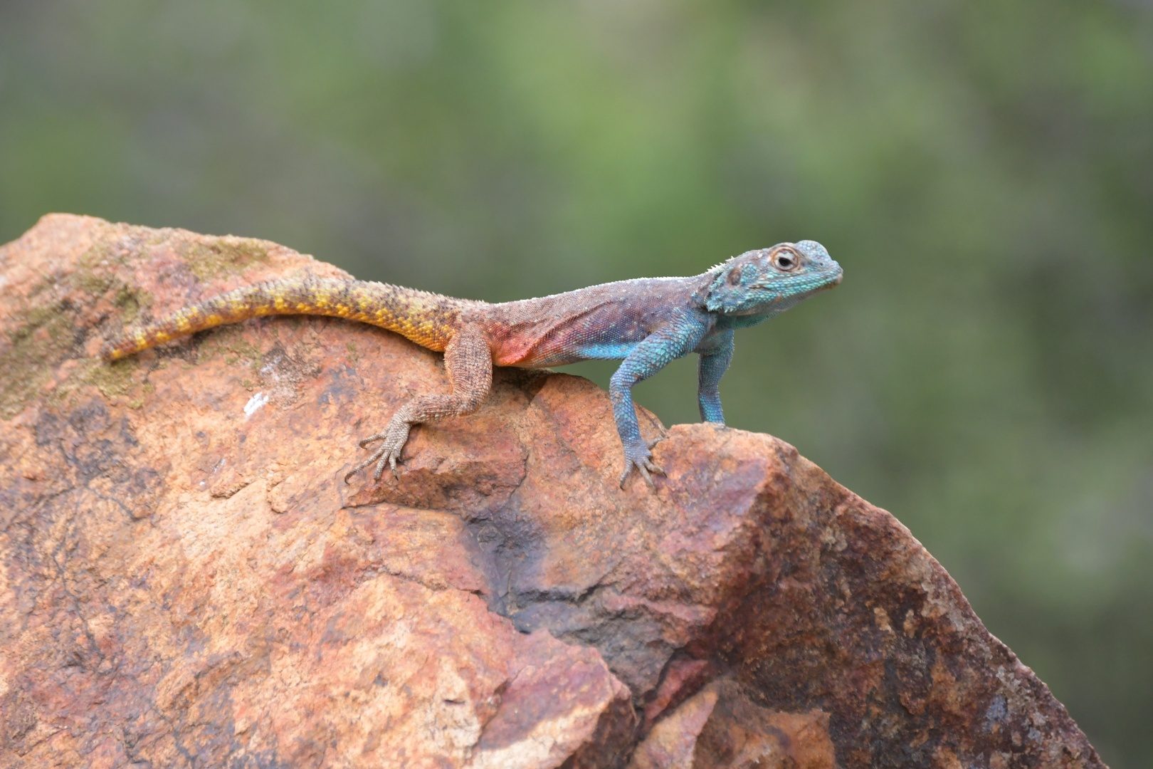 Southern rock agama male