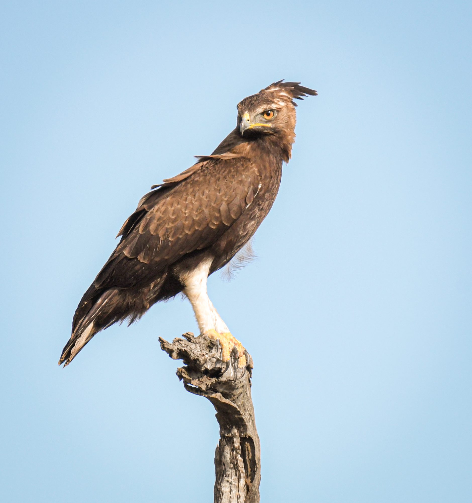 Long-crested eagle