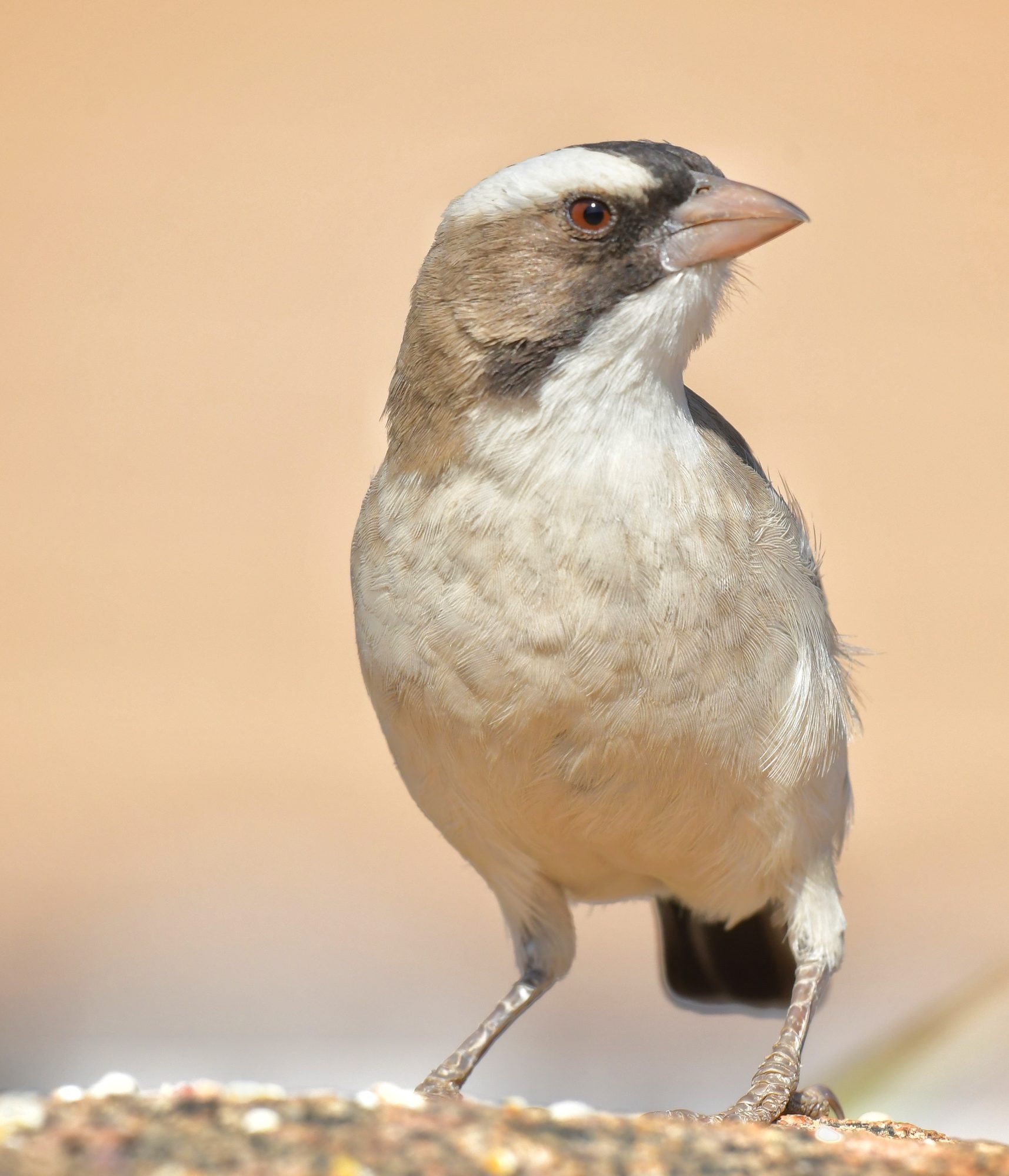 White-browed sparrow weaver
