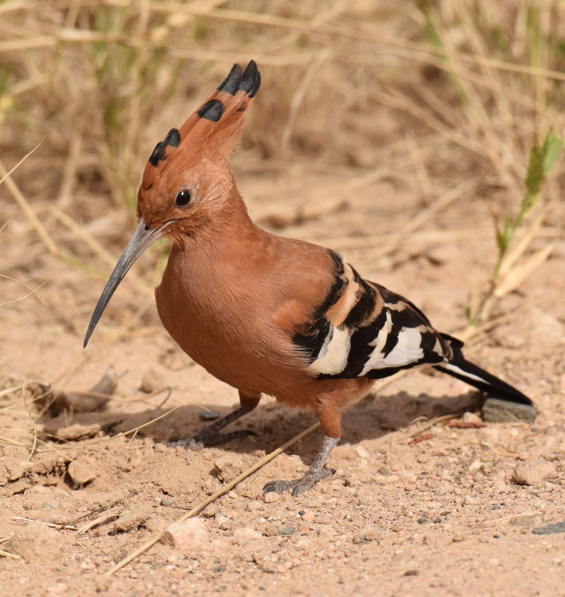 African Hoopoe