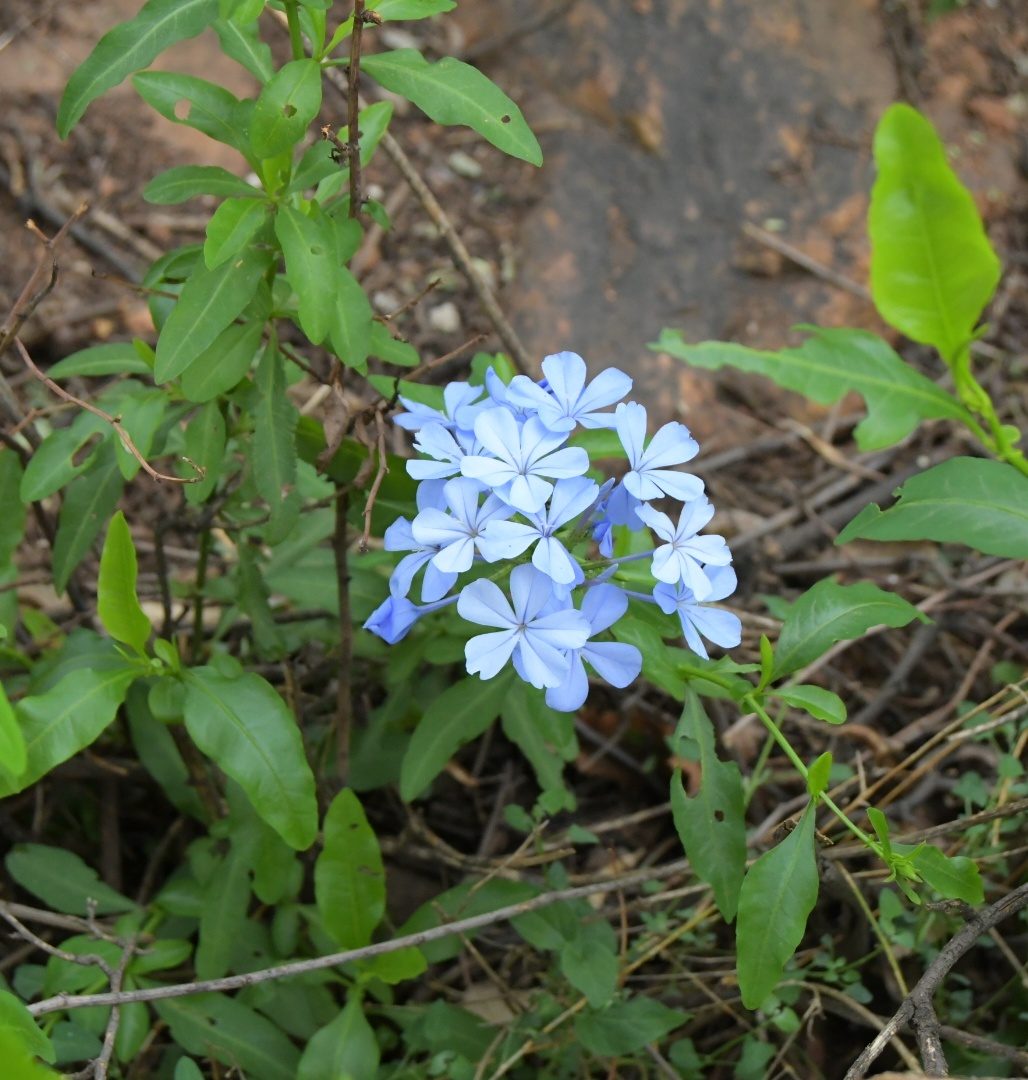 Flora of the Dome