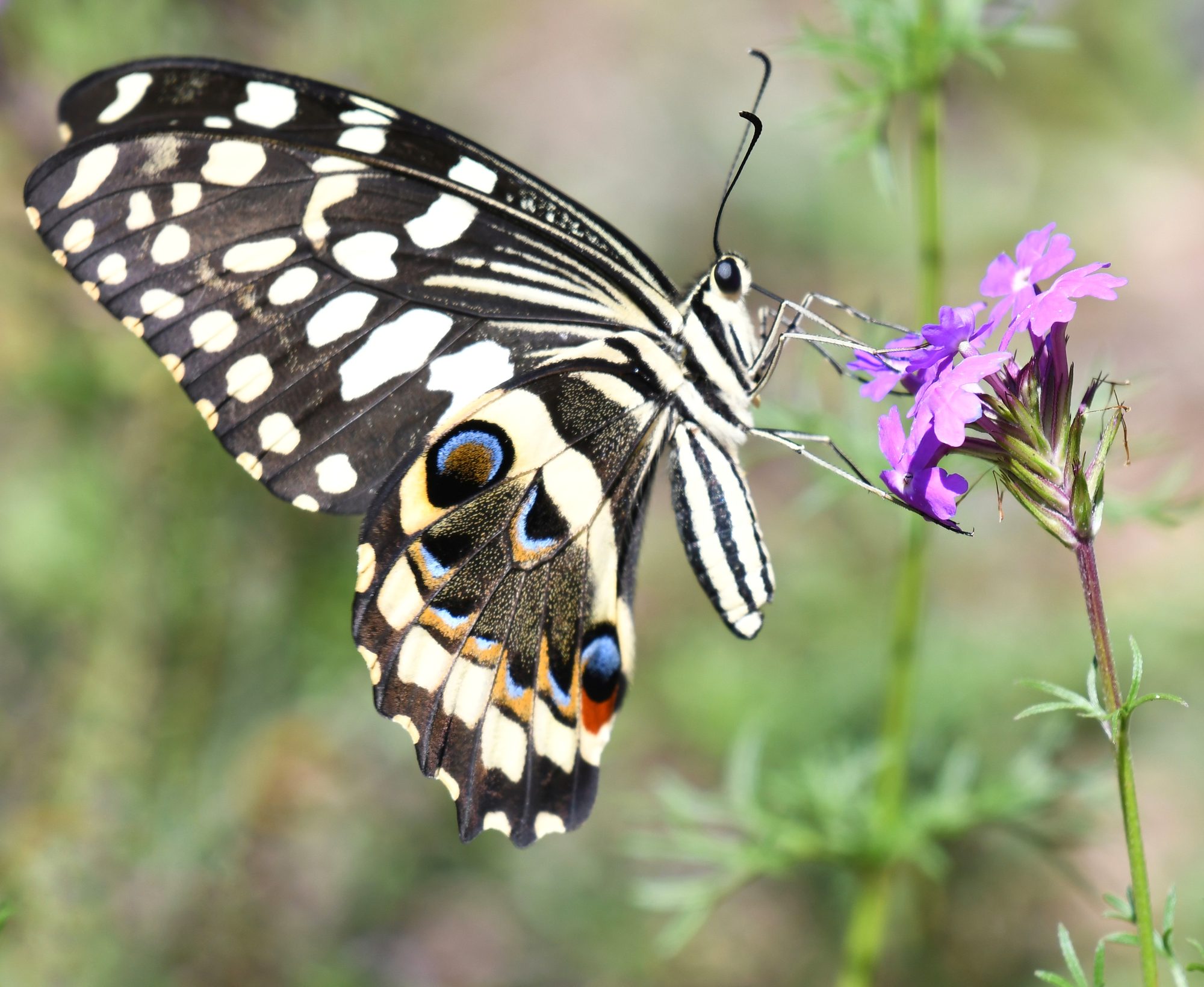 Citrus swallowtail