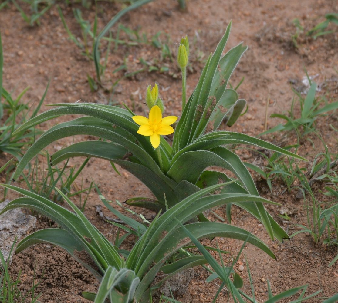Flora of the Dome
